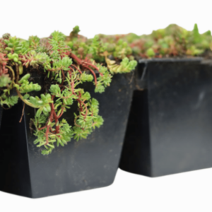 Sedumcassette met voorbegroeide sedumplanten, ideaal voor het eenvoudig aanleggen van een duurzaam en groen dak.