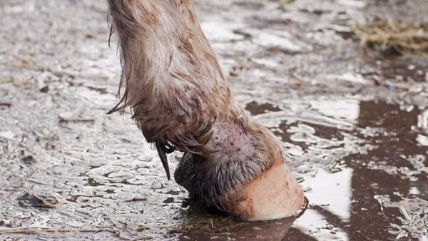 Solution for Mud problems